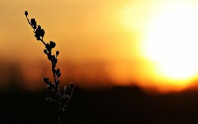 24 mai 2020, à l’occasion du 5e anniversaire de la publication de Laudato Si’